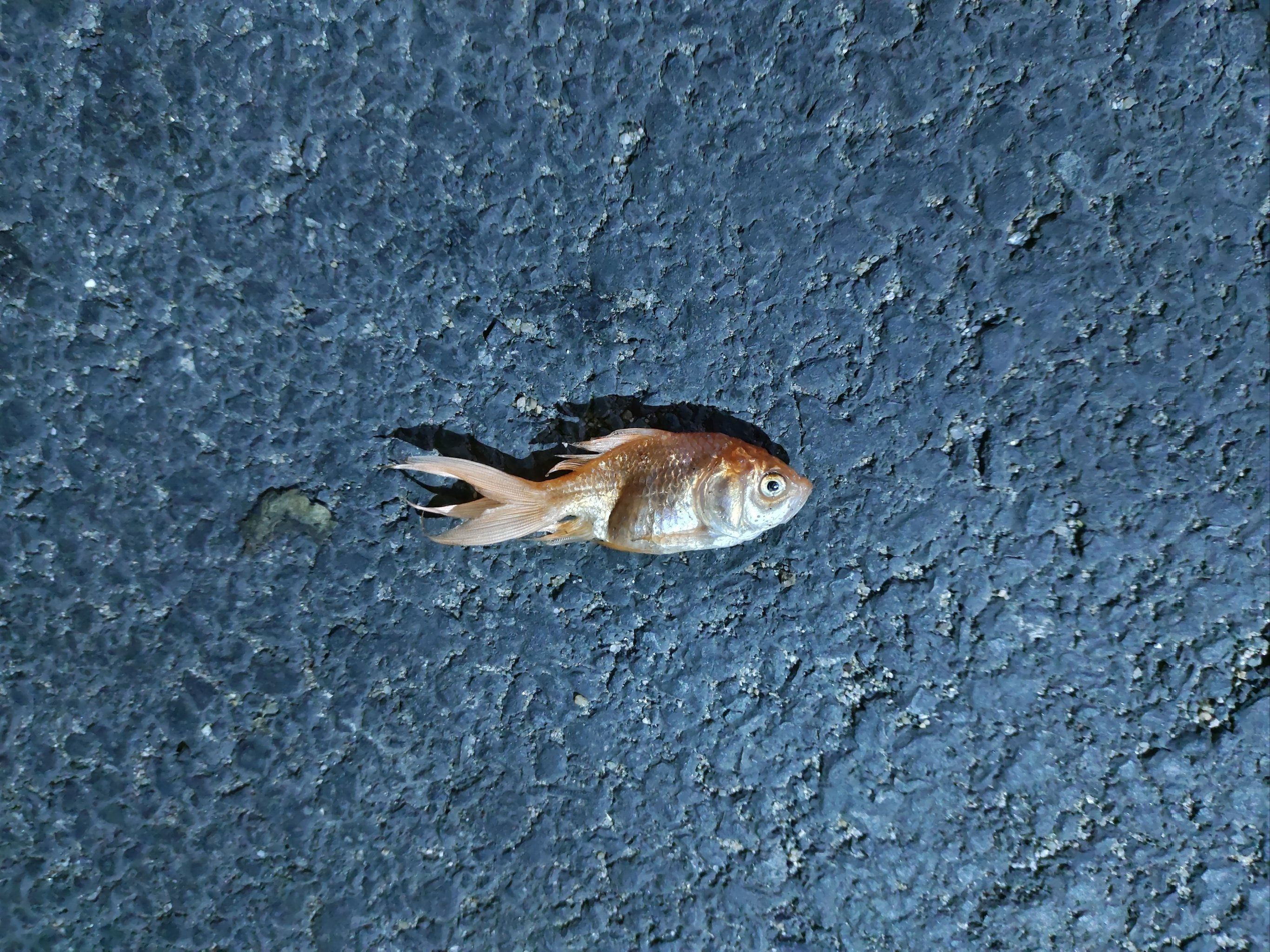 一条死去的金鱼