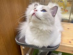 -藏猫猫咖啡主题馆(中央大道店)