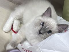-喵zoo家庭繁育猫舍(尖东智能花园店)