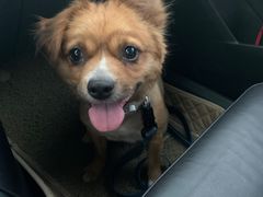 -顺强宠物诊所·狂犬免疫·夜诊·骨科(嘉定店)