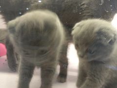 -喵的天空名猫咖啡馆·撸猫·猫舍·用品