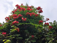 -百花洲