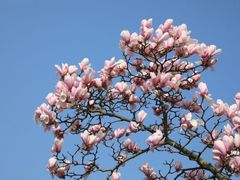 -上海辰山植物园