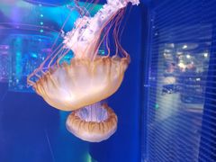 -上海海昌海洋公园