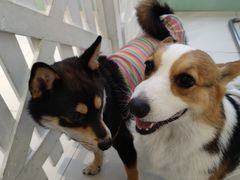 -怪兽屋·羊驼·猫咖·狗咖(俊华广场店)