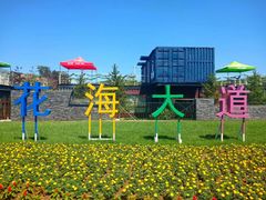 -莲花山花海
