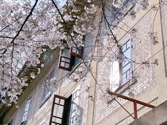 -武汉大学-樱园