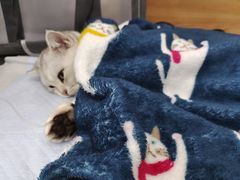 -爱侣宠医·鹦鹉专科·小型哺乳类·异宠专科(灵石路店)