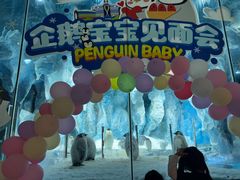 -帝企鹅自助餐厅•儿童岛•真企鹅(长隆企鹅酒店)