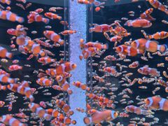 -海合安成都极地海洋公园
