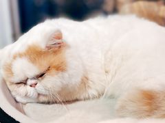 -Heymao猫咖.咖啡厅(东门店)