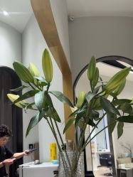 -汤尼英盖TONI&GUY-essensuals