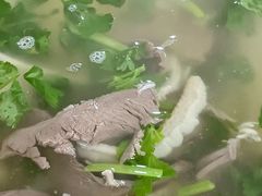 -回回锅贴(小河沿店)