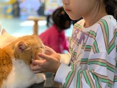 -more than meow吴止猫主题餐厅(承德 中船汇店)