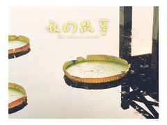 -荷塘月色湿地公园·向阳花洲
