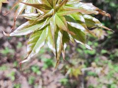 景点-南石洋大峡谷