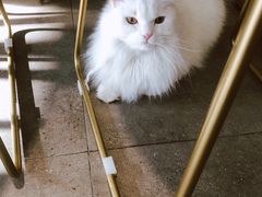 -飞行喵MR PILOT|猫舍·猫咖(静安大融城店)