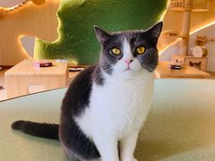 -猫和宫(六道口店)