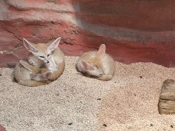 -Zoolung Zoolung动物主题公园(海信广场店)