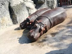 -贵州森林野生动物园