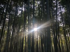 -潜山国家森林公园
