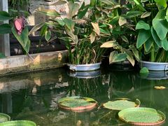 -国家植物园南园