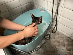 -帕帕拉兹宠物(亚洲旗舰店)