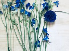 -荷兰布尔玛国际花艺学院