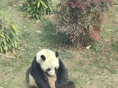 -武汉动物园