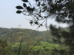 -南宁良凤江国家森林公园