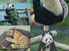 -大连森林动物园