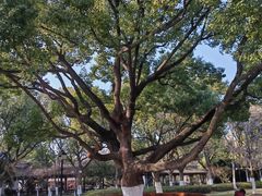 -范蠡湖公园