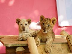 -北京野生动物园