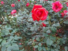 -人民公园(罗湖区)