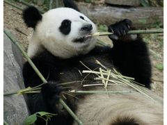 -红山森林动物园