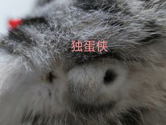 -荔康动物医院(康王北路店)