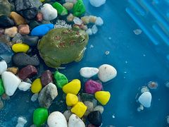 -山东柏宁水族批发广场