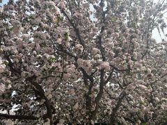 -海棠花溪(元大都城垣遗址公园)