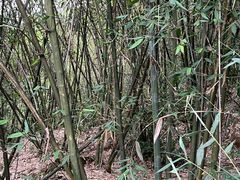 -福道