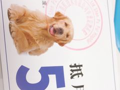-申普宠物医院·心脏介入·心血管微创(总院)