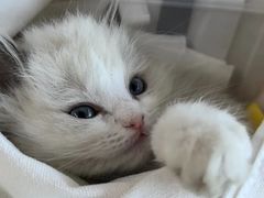 -中农国际动物医院24小时·猫科·骨科·急重症中心