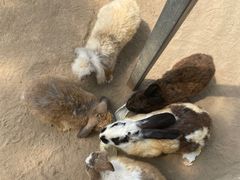 -前小桔亲子创意农场·草莓采摘·露营烧烤