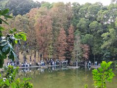 -深圳仙湖植物园