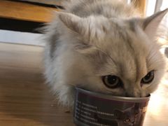 -松果猫咖(桐乡吾悦金街店)