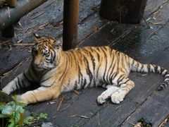 -广州长隆野生动物世界