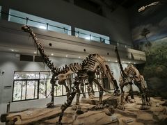 -自贡恐龙博物馆