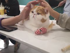 -飞行喵MR PILOT|猫舍·猫咖(静安大融城店)