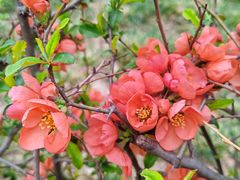 -海棠花溪(元大都城垣遗址公园)