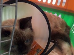 -安安宠医·臻爱宠物医院·宠保定点(营门口路分院)