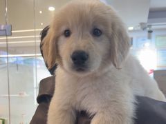 -翊宠yipet猫狗购宠庄园犬舍•猫舍